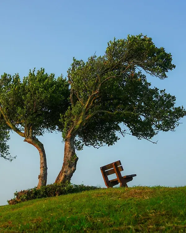 Bench on hill beneath a tree